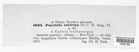 Puccinia caricina image
